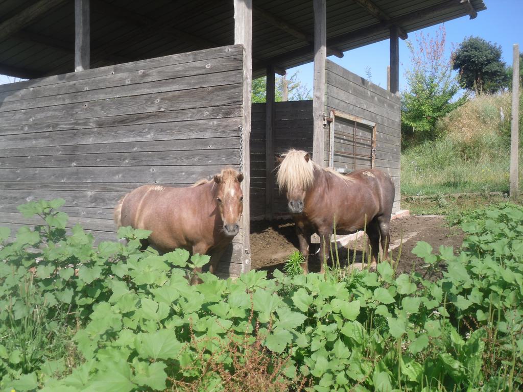Agriturismo Fattoria Poggio Boalaio Orvieto Bagian luar foto